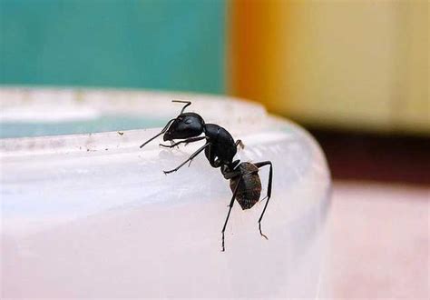 中國臉譜 最近家裡很多螞蟻